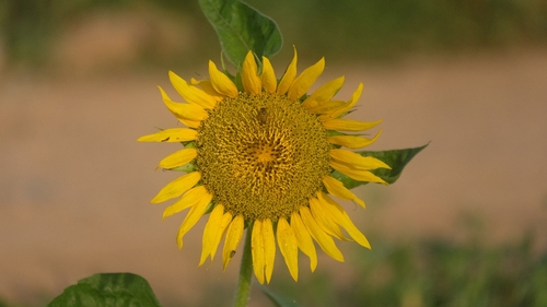 Common Sunflower