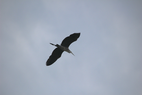 Grey Heron