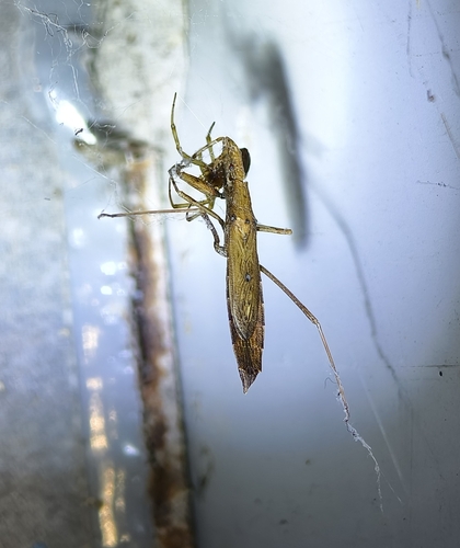 Sastrapada robustoides