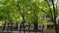Tipuana tipu