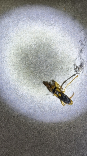 Sirthenea flavipes