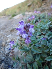 Scutellaria alpina
