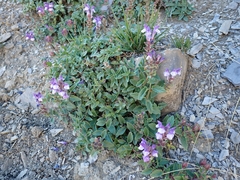 Scutellaria alpina, photograph (c) Ben Costamagna, some rights reserved (CC BY)