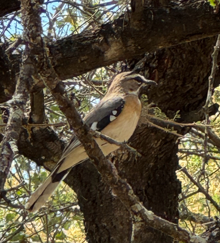 Bearded Scrub-Robin
