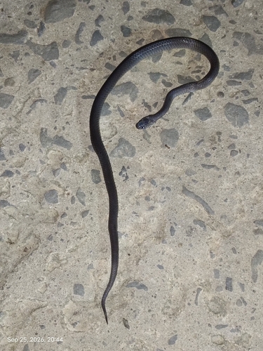 Photo of a Black Slug Snake (Pareas modestus)