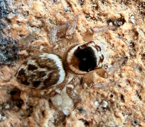 White Banded House Jumper