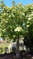 Aesculus hippocastanum