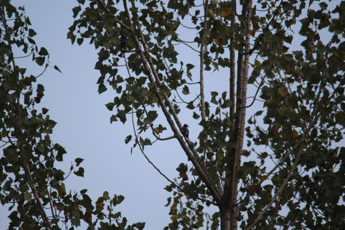 Black-collared Starling