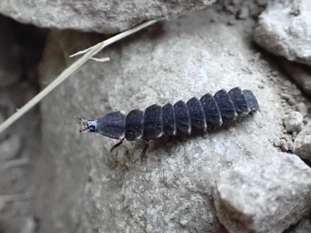 Lampyris raymondi