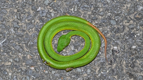 White-lipped Pit Viper