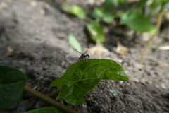 Capsus