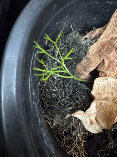 Psilotum nudum observed 2026-09-25
