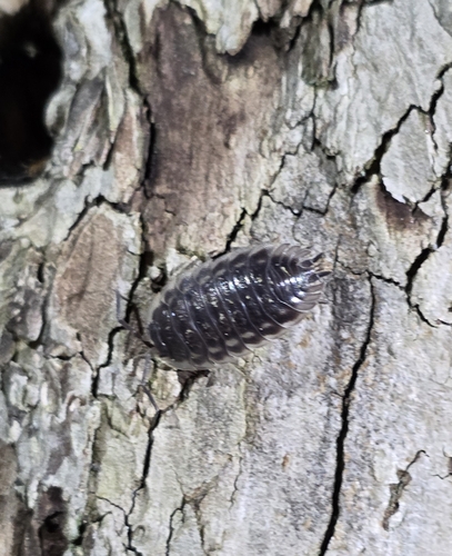 Common Shiny Woodlouse