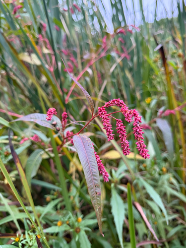 pale smartweed