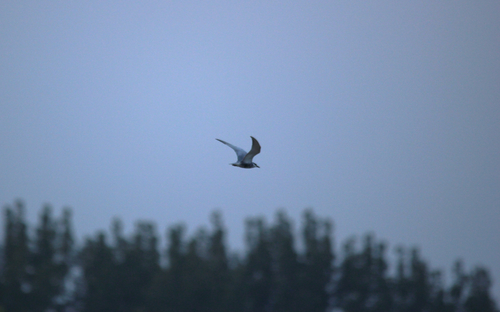 Whiskered Tern