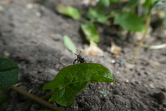Capsus