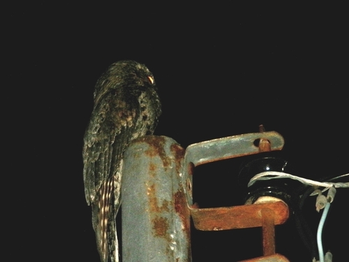 Common Potoo