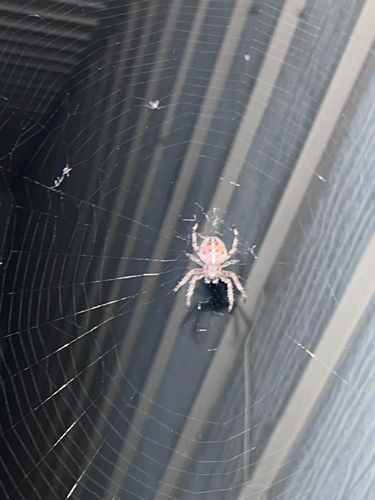 Cross Orbweaver