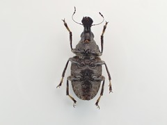 Stenocerus