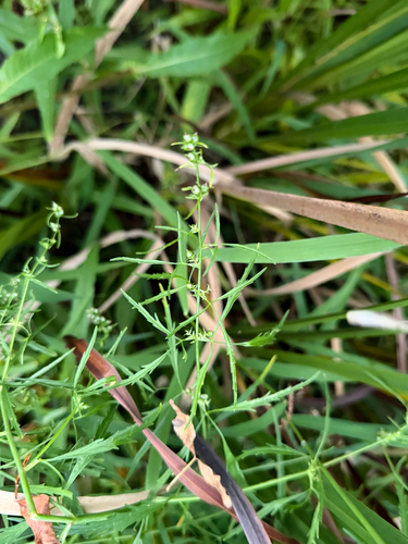 bulblet-bearing water hemlock