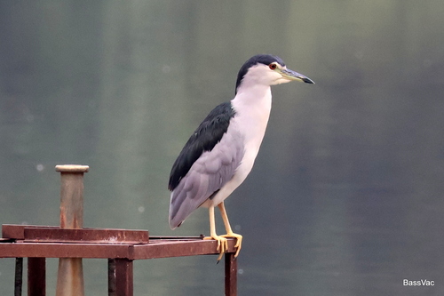 Black-crowned Night Heron