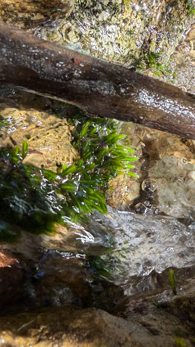 Fissidens grandifrons observed 2026-09-25