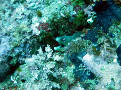 Gymnothorax nubilus