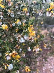 Larrea tridentata