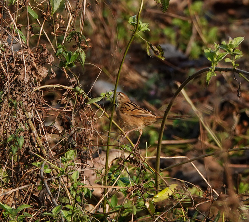 Striated Grassbird (Megalurus palustris), photo 5