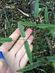 Rubus schmidelioides schmidelioides