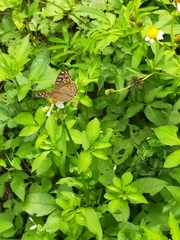 Junonia lemonias aenaria