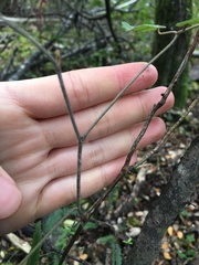 Rubus schmidelioides schmidelioides