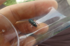 Platycerus