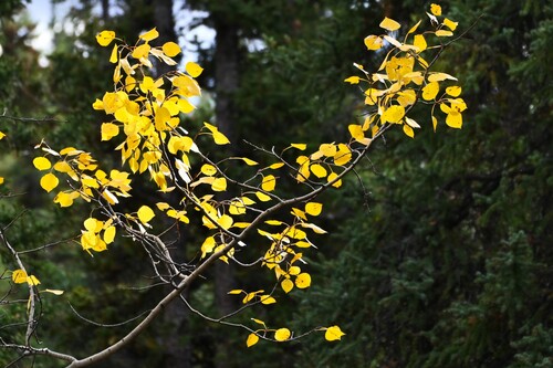 Populus tremuloides, photograph 4