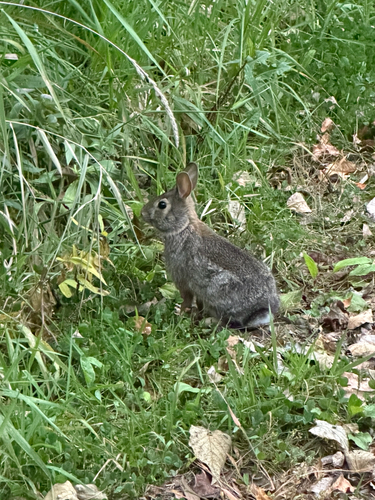 Eastern Cottontail