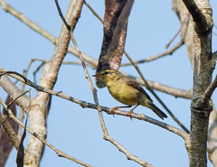 Phylloscopus affinis