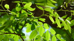 Tipuana tipu