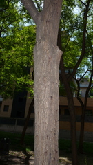 Tipuana tipu