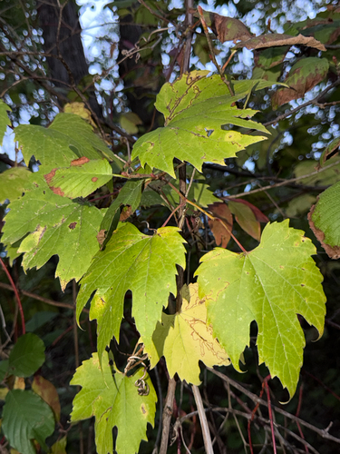 riverbank grape