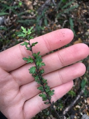Pittosporum divaricatum