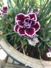 Dianthus barbatus