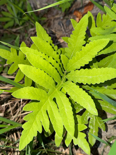 sensitive fern