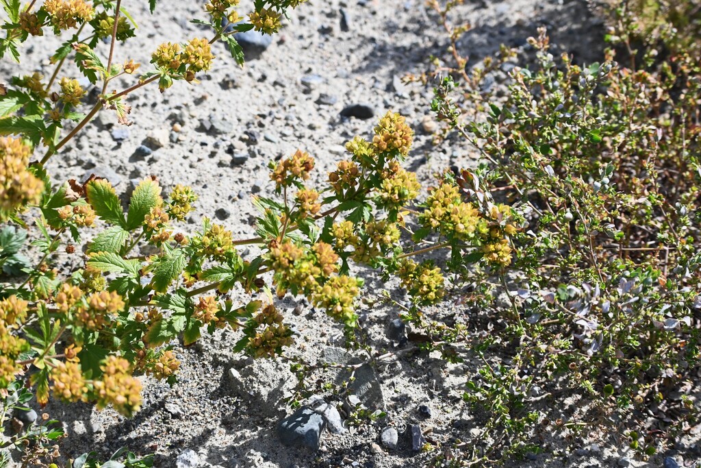 Potentilla norvegica; photograph (c) Syd Cannings, some rights reserved (CC BY)