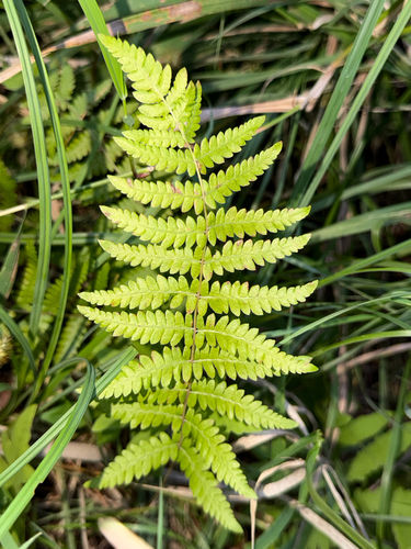 marsh fern