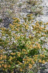 Potentilla norvegica