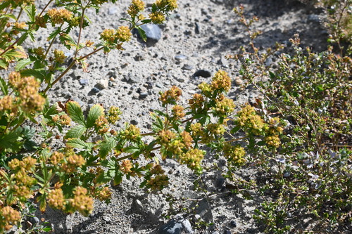 Potentilla norvegica, photograph 2