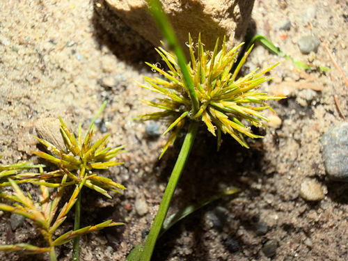 Engelmann's Flatsedge