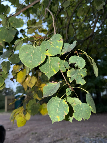 quaking aspen