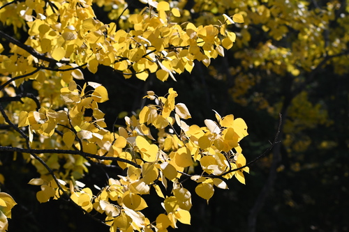 Populus tremuloides, photograph 3