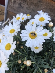 Andrena flavipes